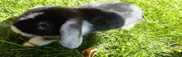 Mini Lop rabbits for sale: Gorgeous Mini Lops  - Advert 2