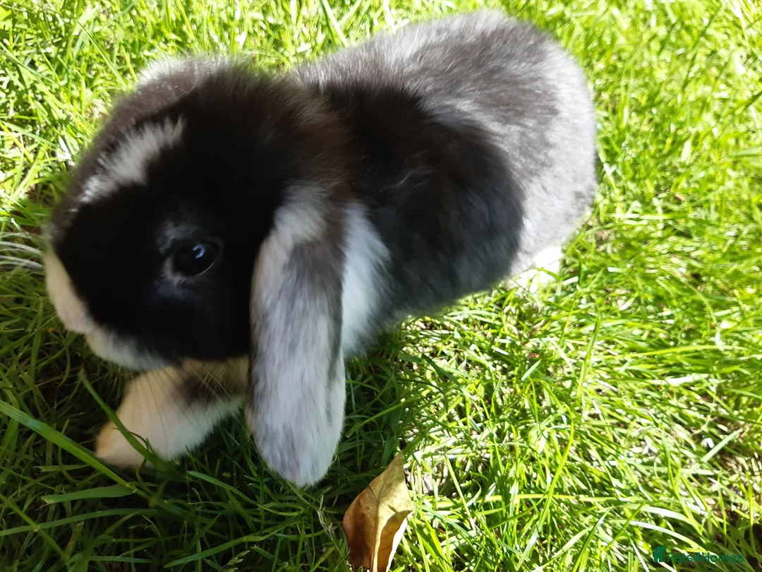 Mini Lop rabbits for sale: Gorgeous Mini Lops  - Advert 2