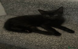 Mixed Breed cats for sale: 3 beautiful little kittens  - Image 5