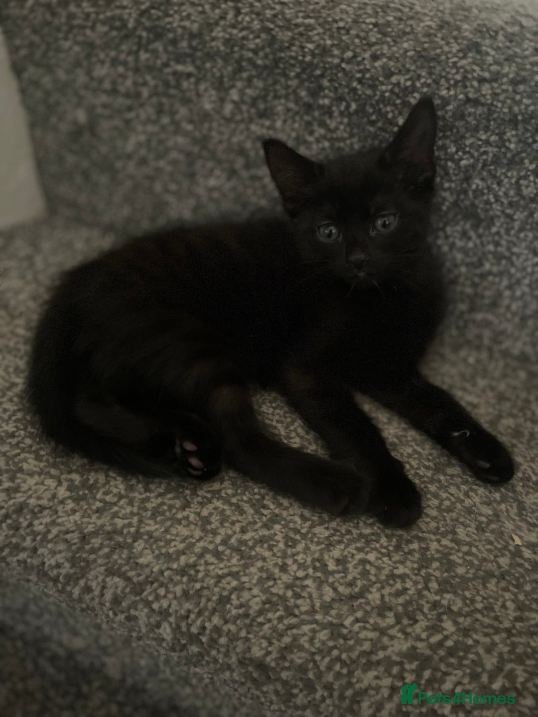 Mixed Breed cats for sale: 3 beautiful little kittens  - Image 5