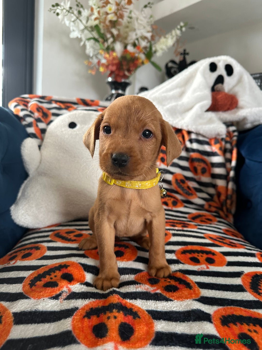 Labrador Retriever dogs for sale: Beautiful fox red Labrador pups - Image 16