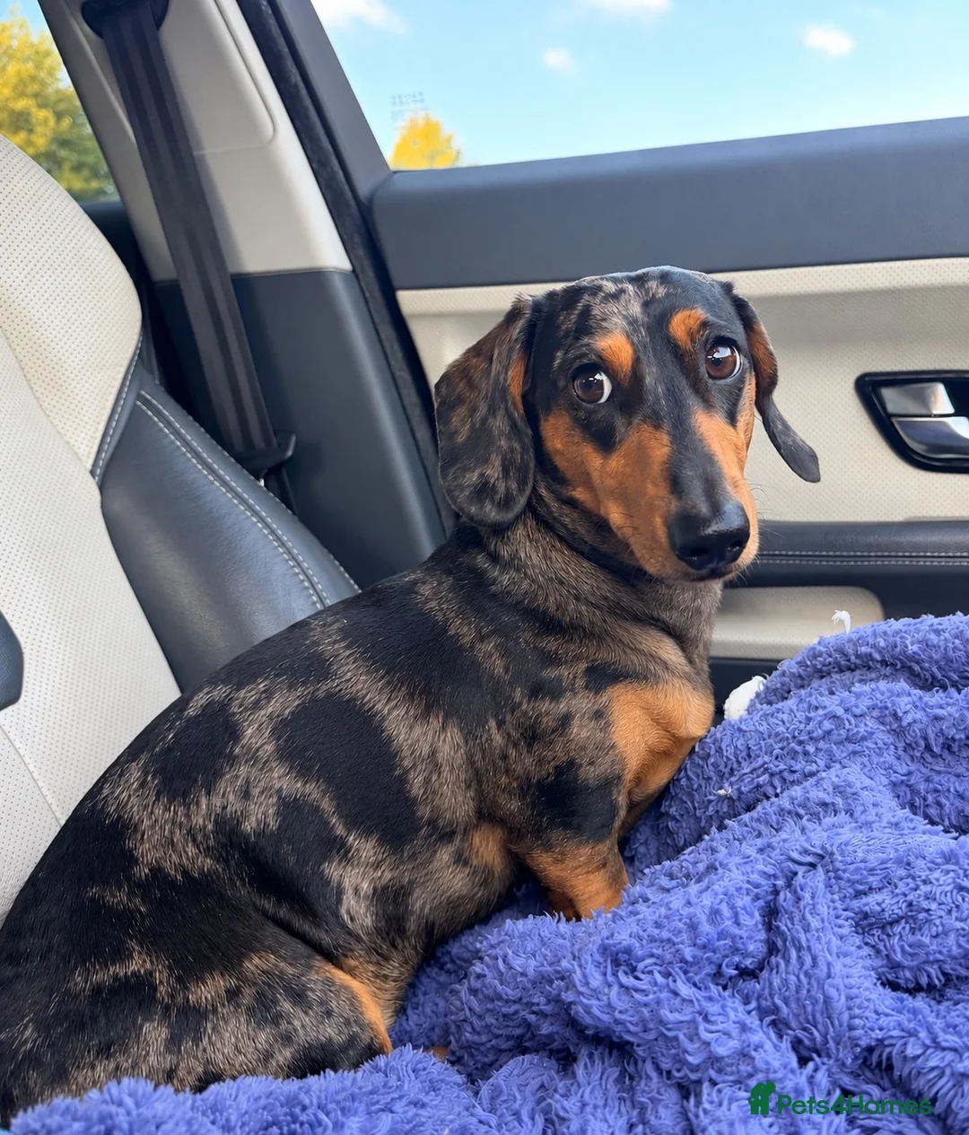 Miniature Dachshund dogs for sale: Silver dapple mini smooth boy  - Advert 3