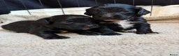 Cocker Spaniel dogs for sale: Stunning Working Cocker puppies!! 1 boy left!! - Advert 28
