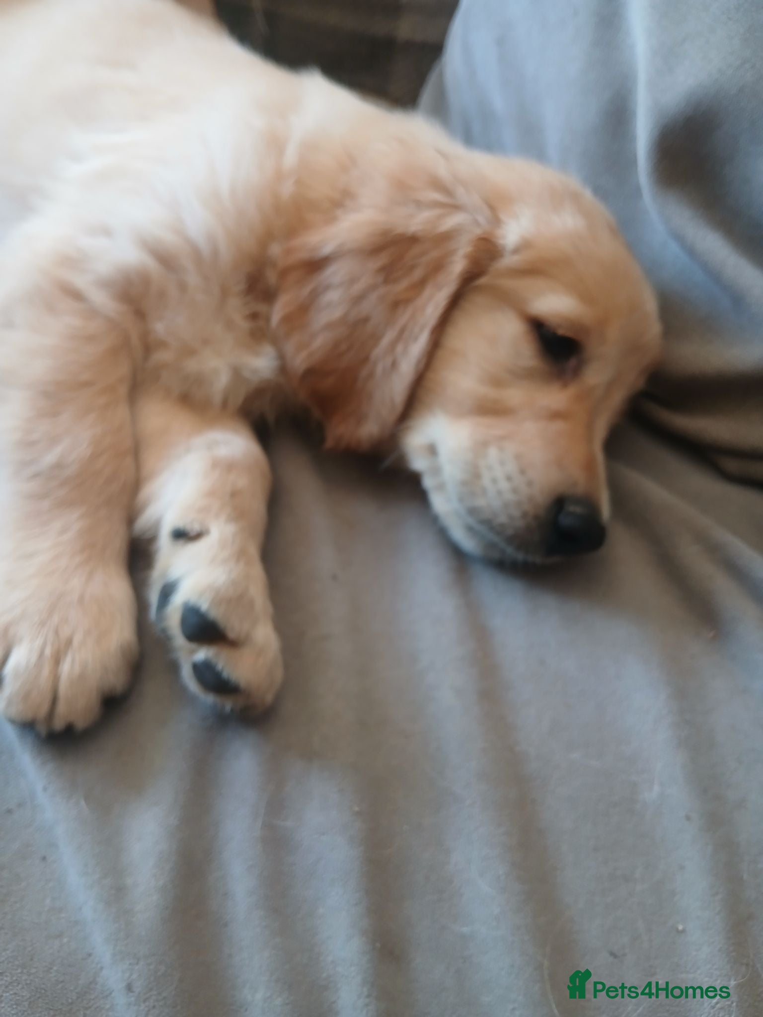 Golden Retriever dogs Ready to leave true gold golden retrievers  - Advert 2