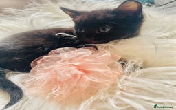Mixed Breed cats for sale: All Black tiger stripes kittens 3 girls 🩷 - Image 7