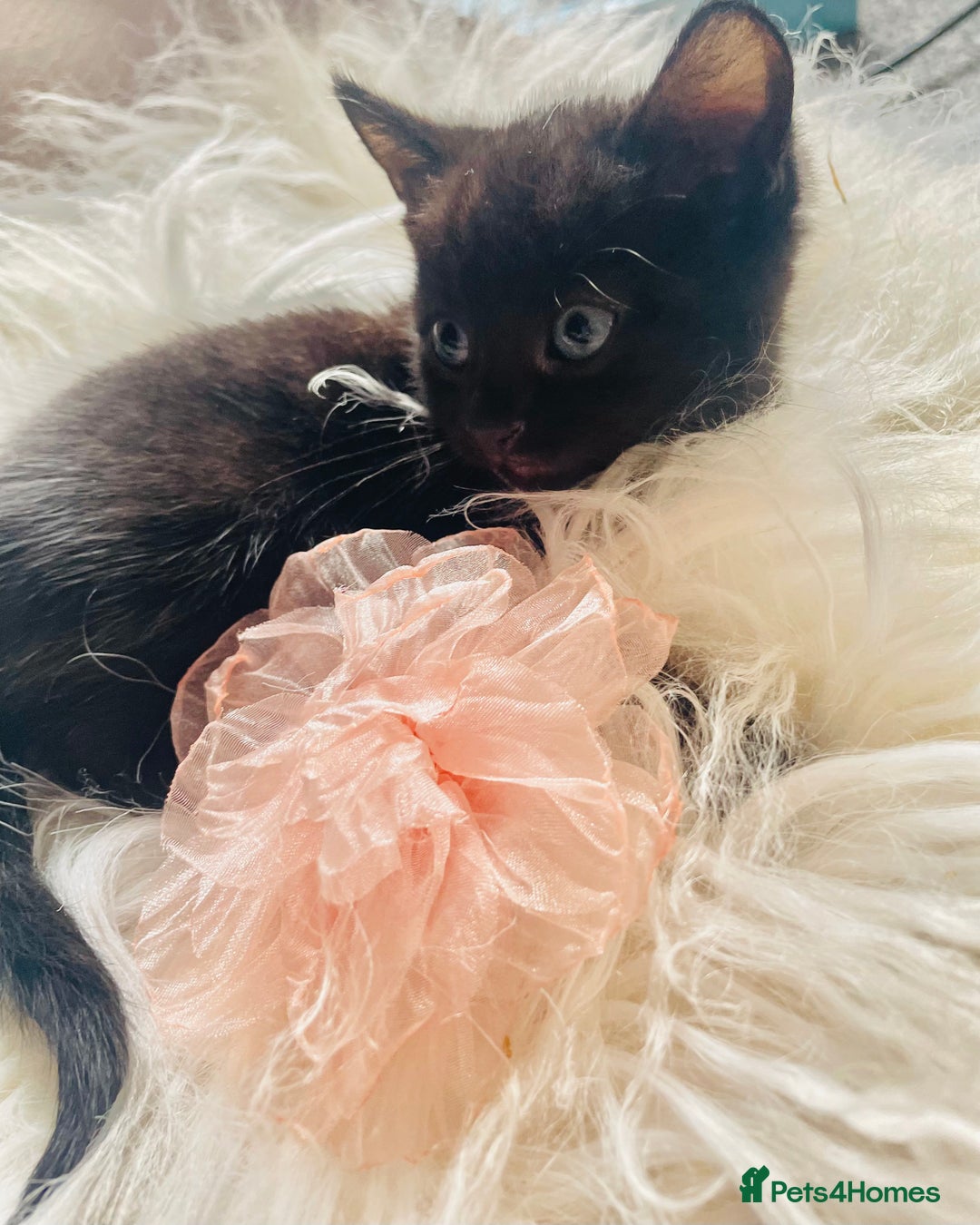 Mixed Breed cats for sale: All Black tiger stripes kittens 3 girls 🩷 - Image 7
