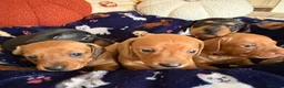 Miniature Dachshund dogs for sale: Kc reg 5 mini dachshund for sale  - Advert 15