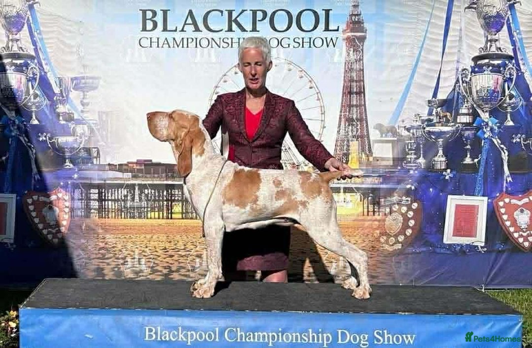 Bracco Italiano dogs for sale: Top Breeder 2021,22,22,24 & 2025 🌟🌟🌟🌟🌟 - Advert 5