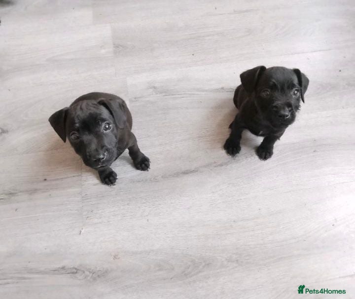Patterdale Terrier dogs Pattersdale pups - Advert 14