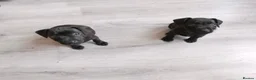 Patterdale Terrier dogs for sale: Pattersdale pups - Advert 1