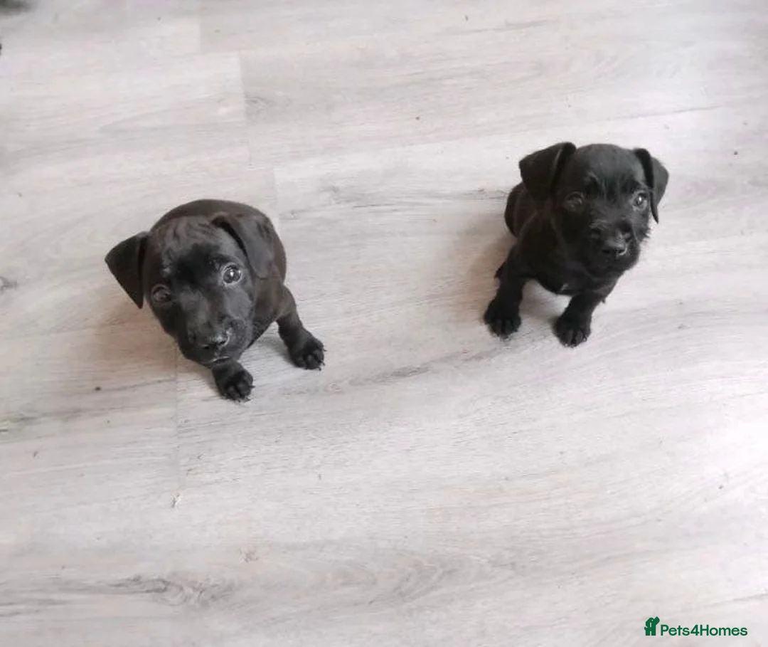 Patterdale Terrier dogs for sale: Pattersdale pups - Advert 1