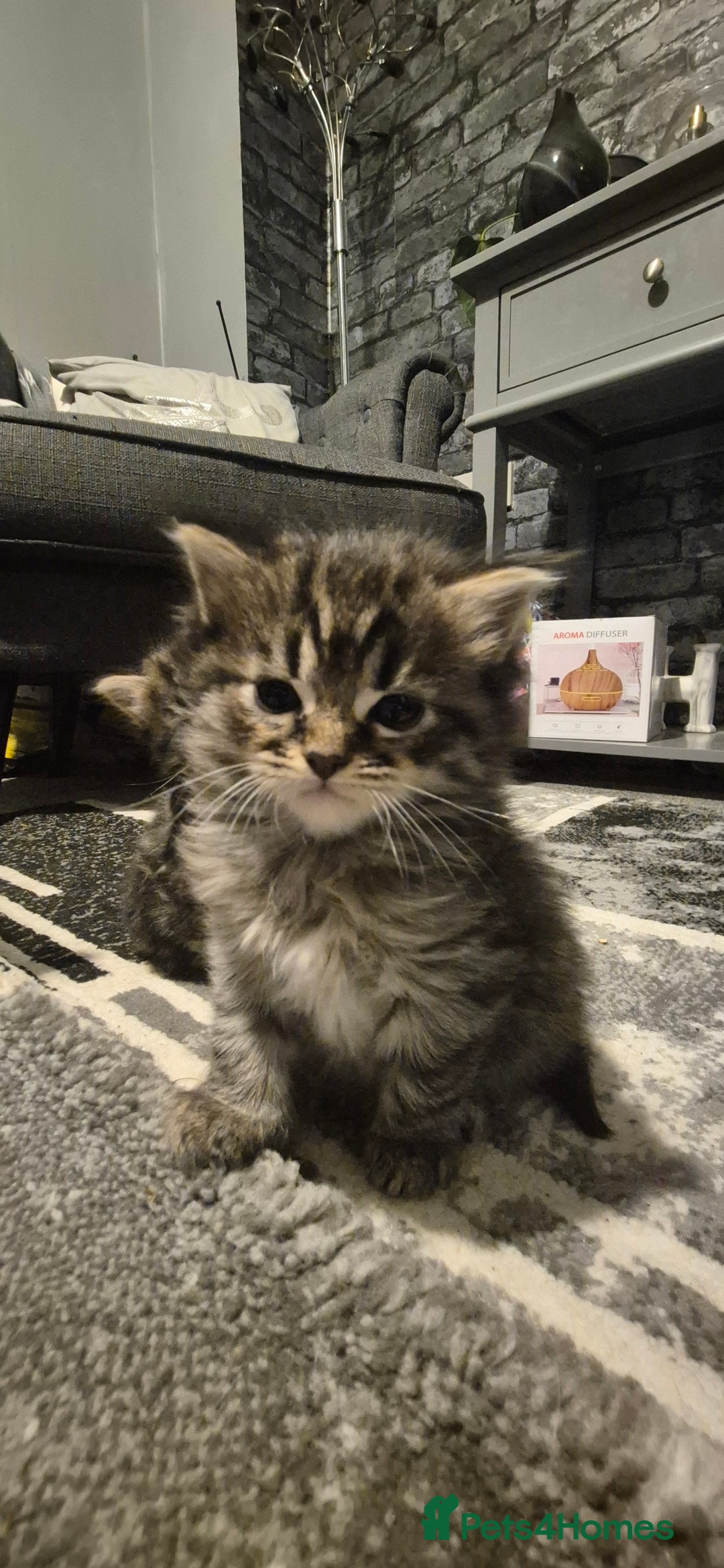 Mixed Breed cats for sale: Kittens silver tabby Britishshort-hairxmaincoon  - Advert 13
