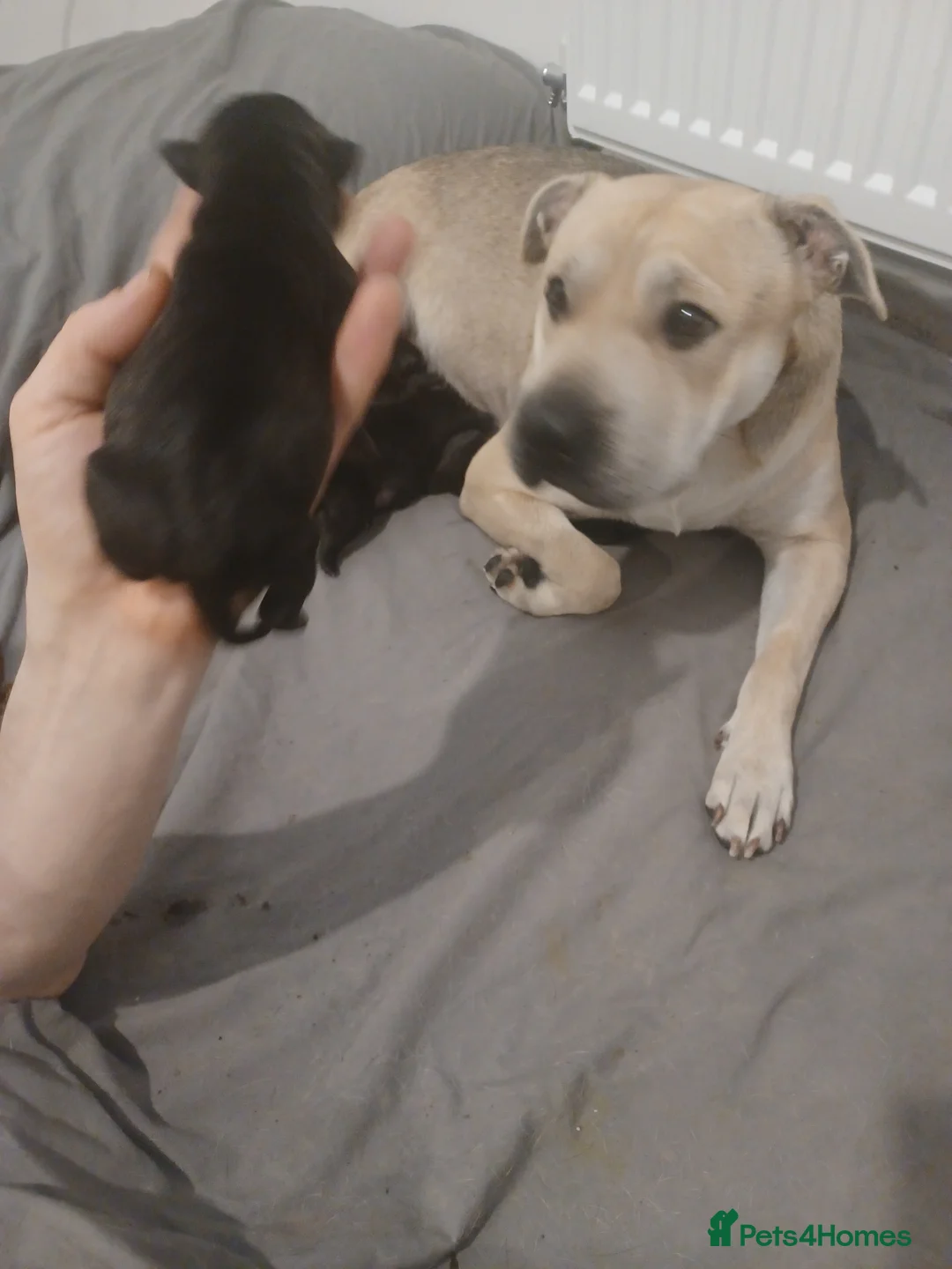 Mixed Breed dogs for sale: Bear coat Shar pei x Staffordshire pups - Advert 3