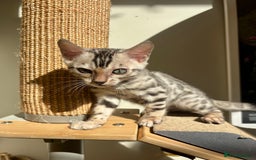 Bengal cats for sale: Female Bengal kitten available now - Image 12