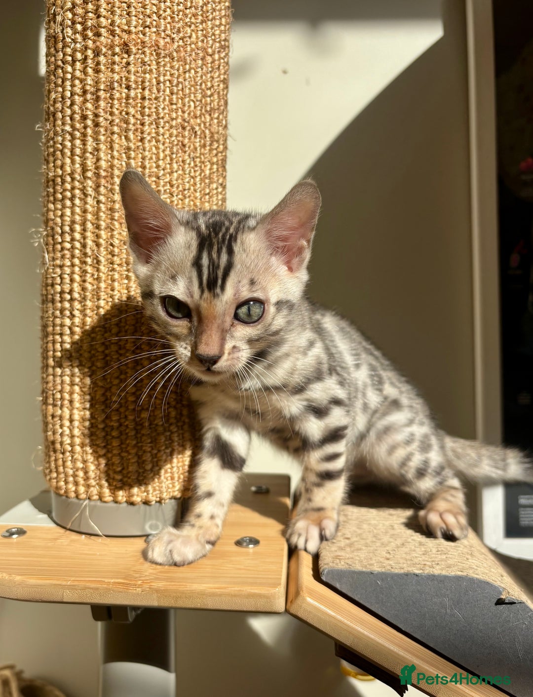 Bengal cats for sale: Female Bengal kitten available now - Image 12