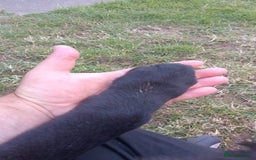 Mixed Breed dogs for sale: Caucasian shepherd cross in Hartlepool - Image 4