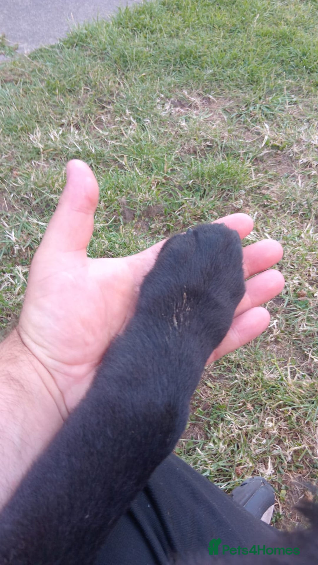 Mixed Breed dogs for sale: Caucasian shepherd cross in Hartlepool - Image 4