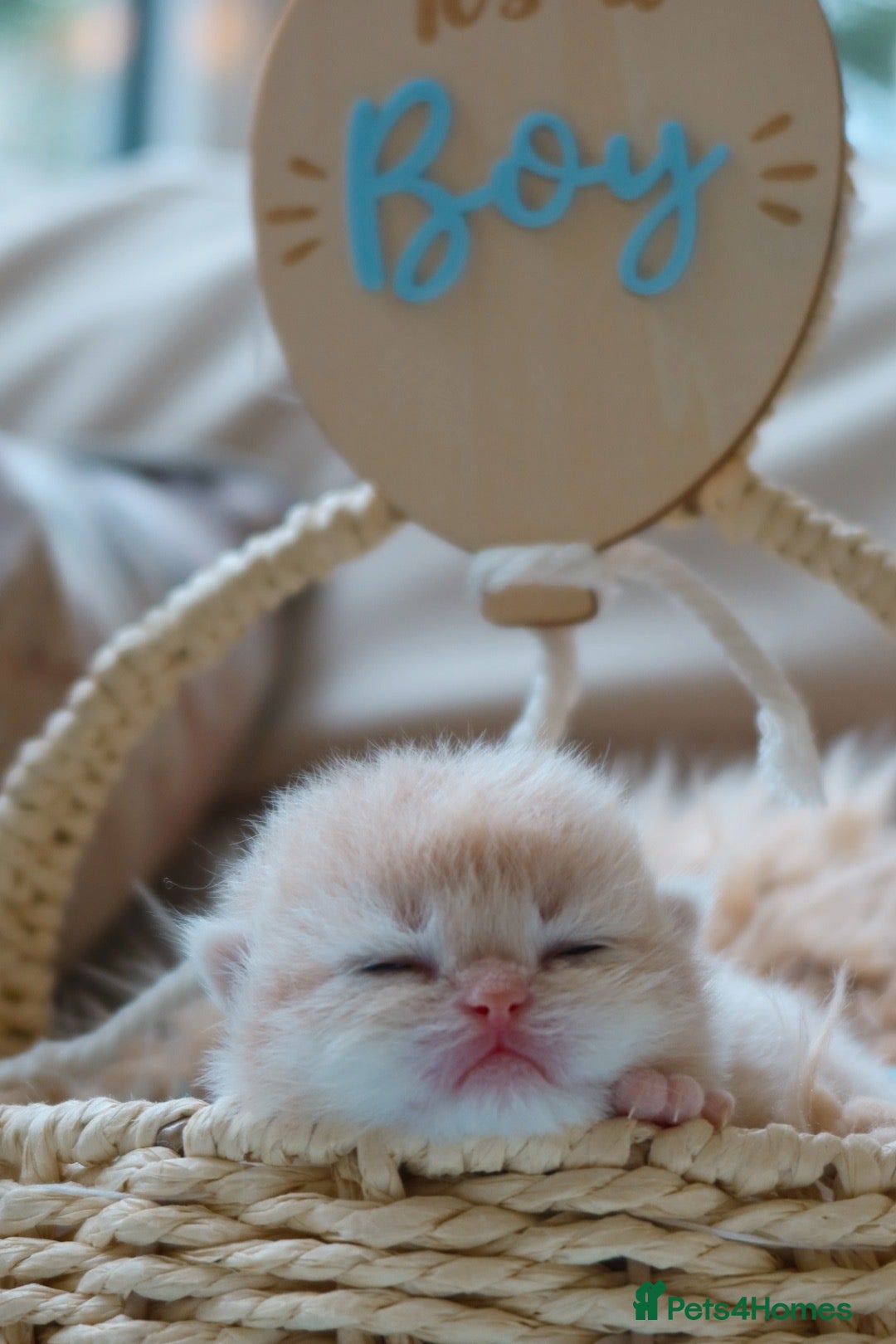 British Shorthair cats Golden British Shorthair Kittens - Reg & Licensed - Advert 1