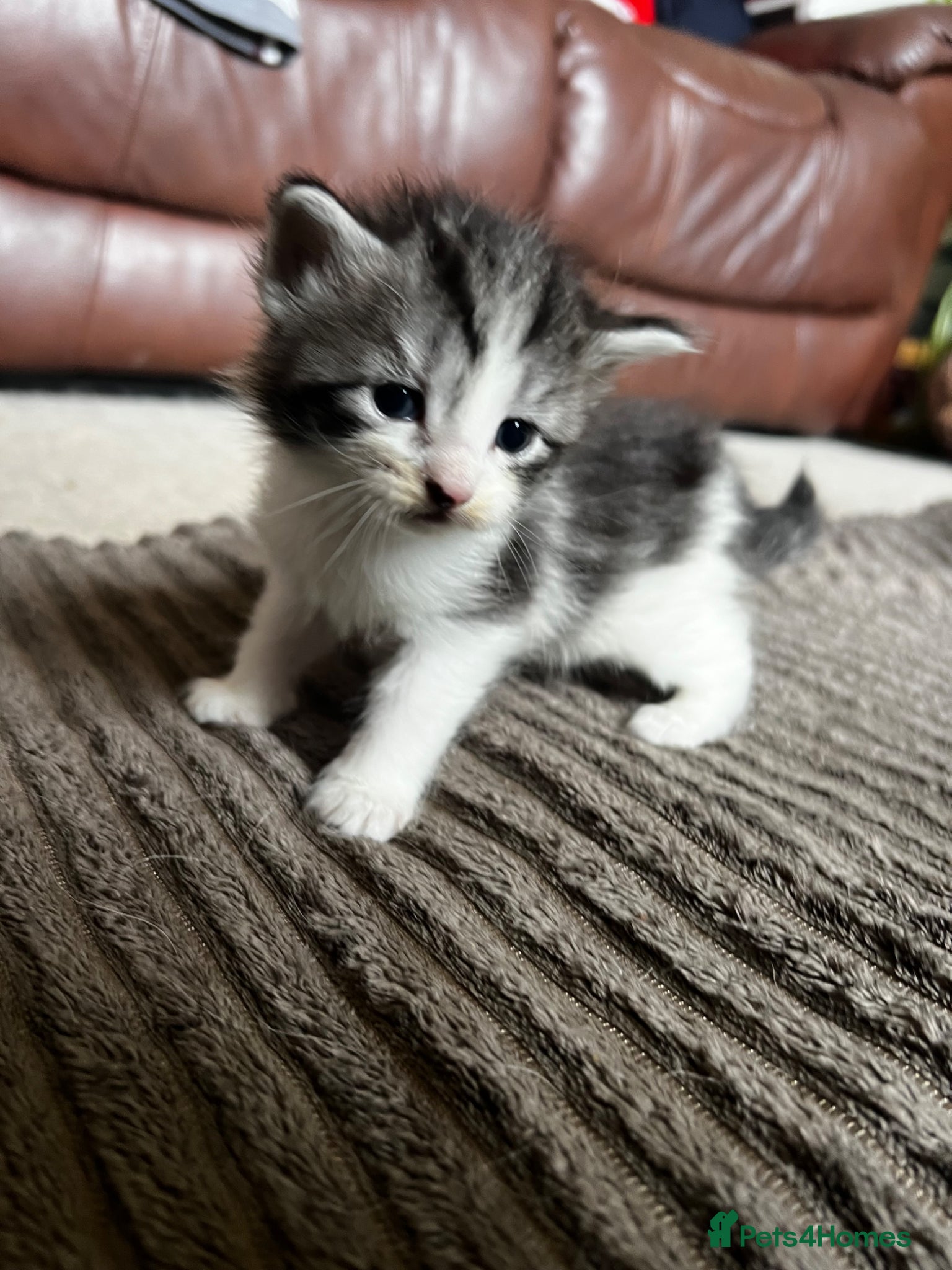 Mixed Breed cats for sale: Norwegian Forest x kittens - Advert 15
