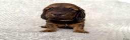 Dachshund dogs for sale: Standard Longhair Dachshunds  - Advert 9