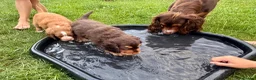Cocker Spaniel dogs for sale: Fully Health Tested Working Cocker Spaniel Pup in Hailsham - Advert 3