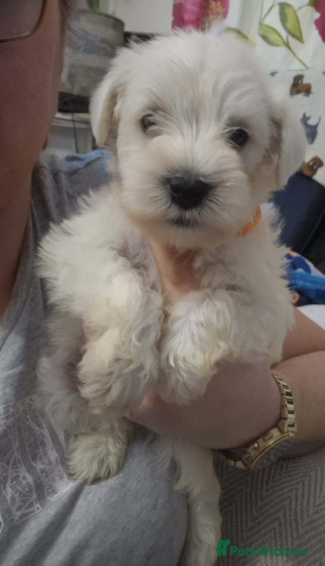 Miniature Schnauzer dogs for sale: Miniature schnauzer READY 21 DECEMBER  - Advert 7