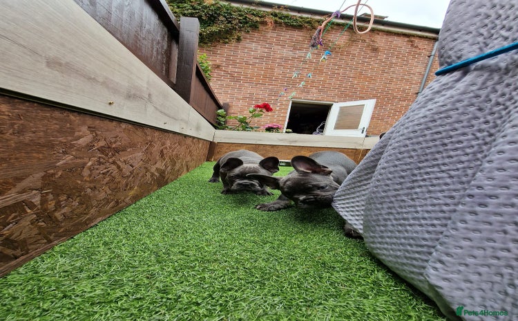 French Bulldog dogs - Advert 1