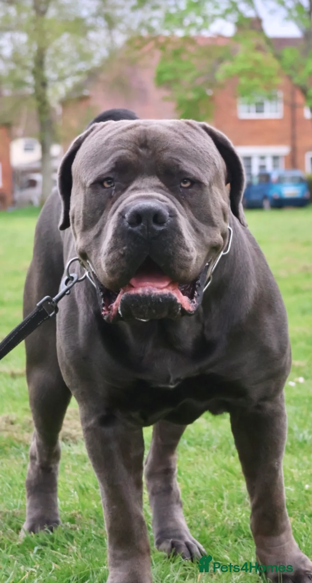 Boerboel dogs for stud: Imperial Health Tested & Champion Stud in Eastleigh - Advert 8