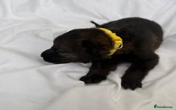 German Shepherd dogs for sale: German Shepherd Puppies - exceptional bloodline  - Image 3
