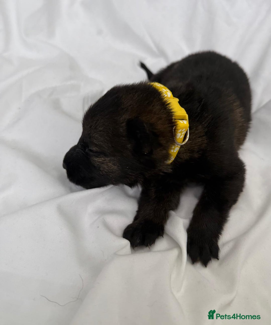 German Shepherd dogs for sale: German Shepherd Puppies - exceptional bloodline  - Image 3