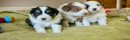 Australian Shepherd dogs for sale: Rare Mini Australian Shepherd puppies- show line. - Advert 20