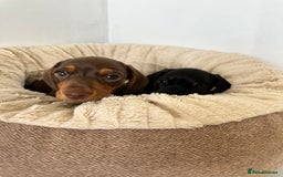 Miniature Dachshund dogs for sale: Two beautiful, sweet natured little boy puppies  - Image 1