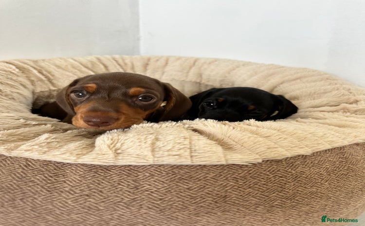Miniature Dachshund dogs - Advert 15