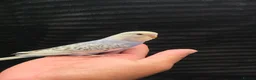 Budgerigars birds for sale: Hand tamed baby budgies for sale  - Advert 18