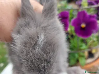 Lionhead rabbits for sale: PUREBRED DOUBLE/TEDDY LION HEAD BABIES - Advert 1