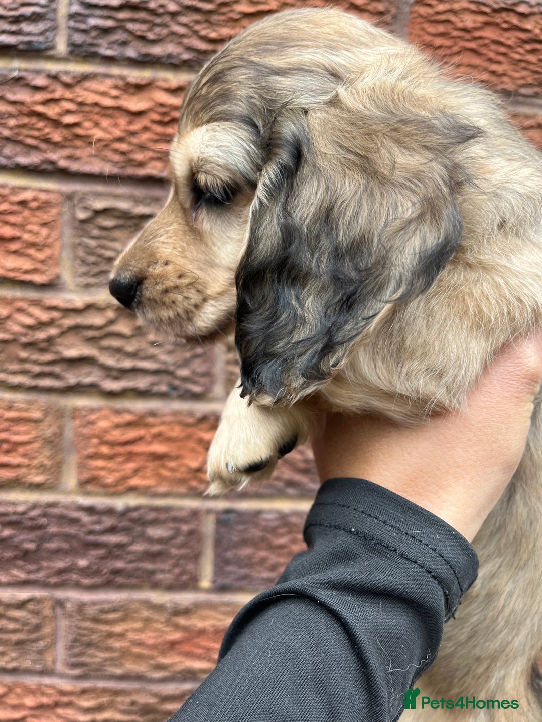 Miniature Dachshund dogs for sale: Highest quality champion line cream long haired  - Image 5