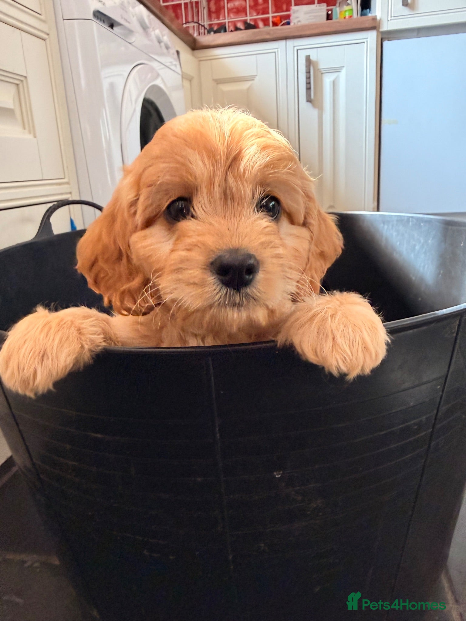 Cavapoo dogs F1 cavapoo  - Advert 15