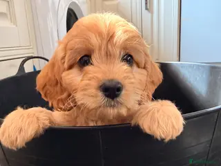 Cavapoo dogs F1 cavapoo - Advert 17