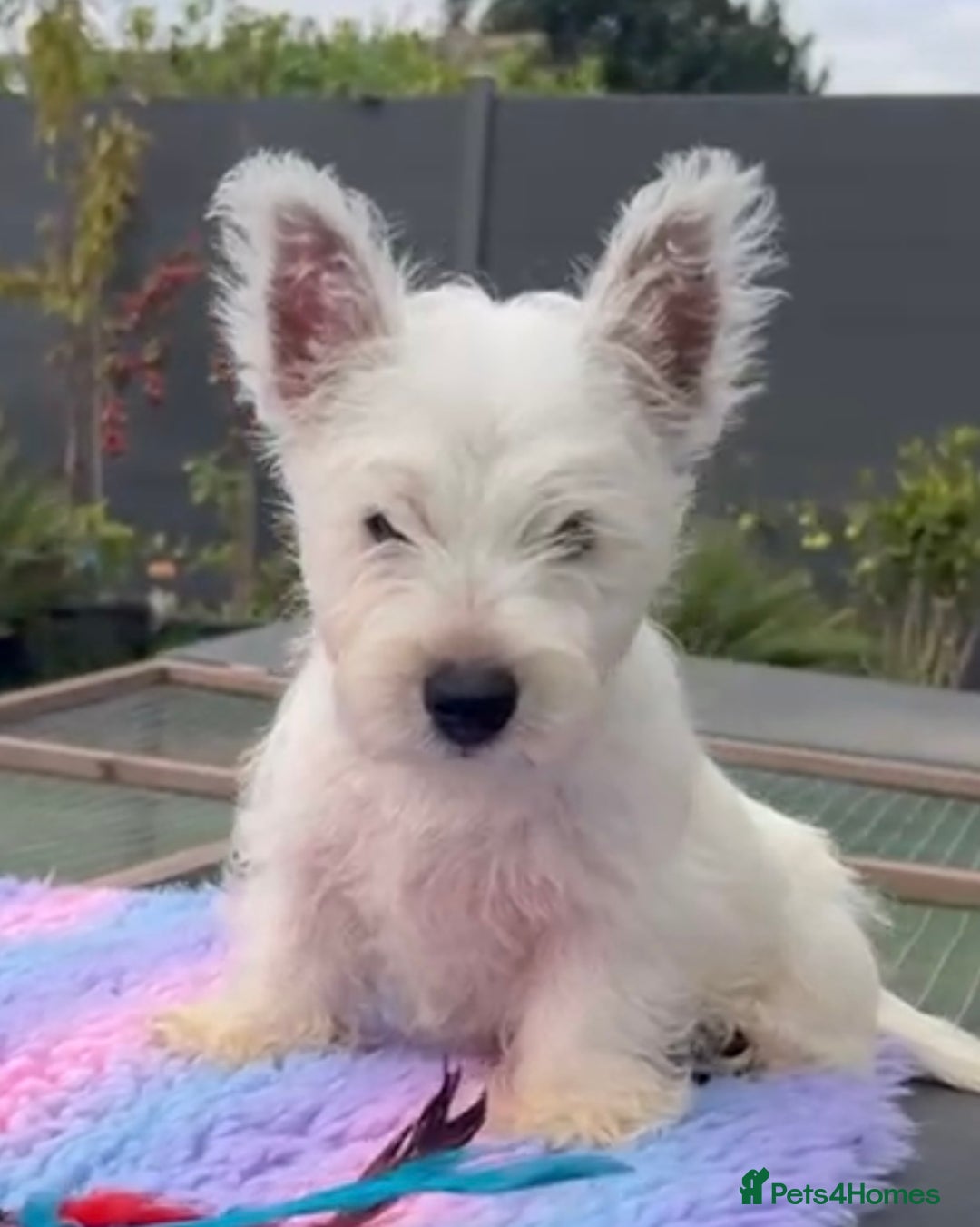 West Highland Terrier dogs for sale: West Highland Terriers show bloodlines - Image 21