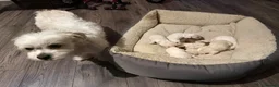 Havanese dogs for sale: Havanesses puppy  in Peterborough - Advert 11