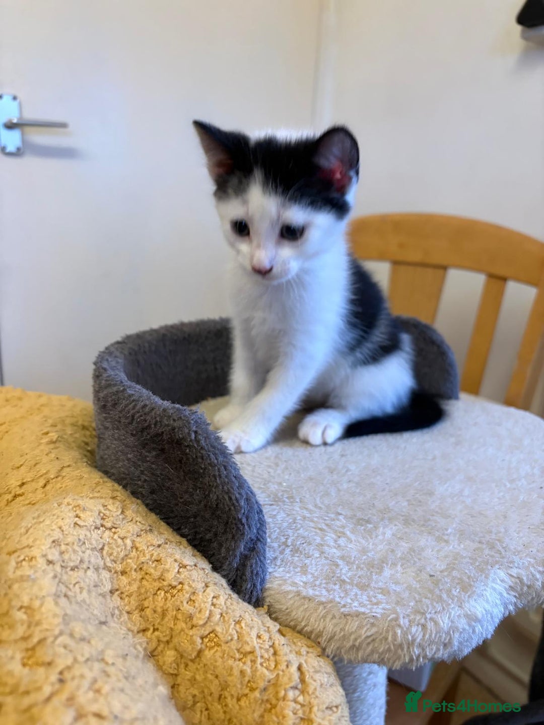 Mixed Breed cats for sale: Beautiful Kittens Looking for Homes - Advert 11