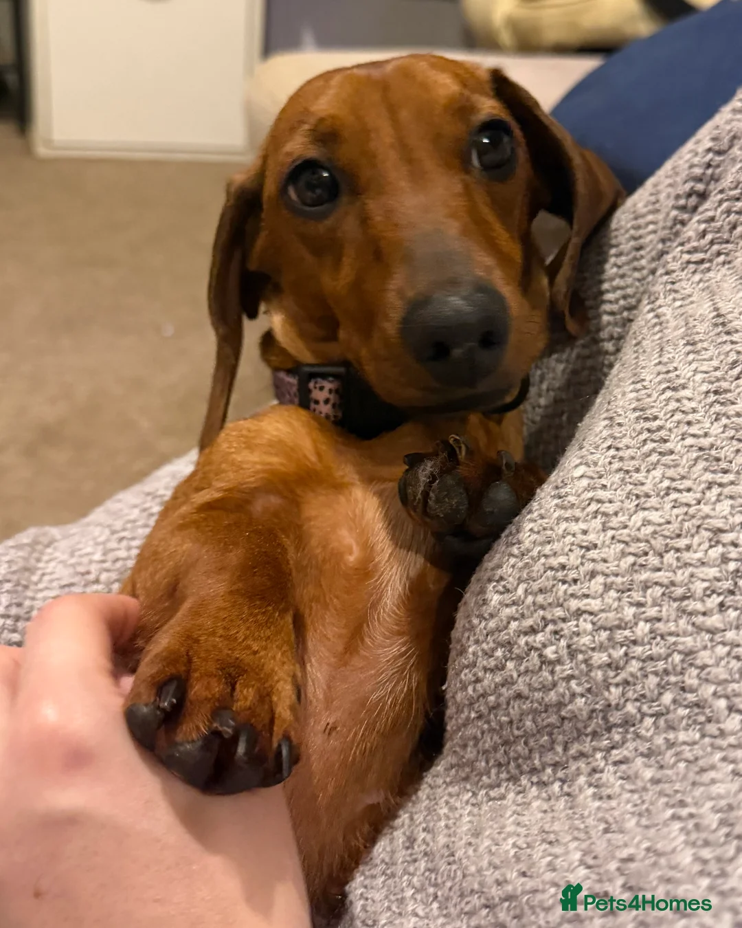 Miniature Dachshund dogs for sale: Red Miniature Dachshund  - Advert 2