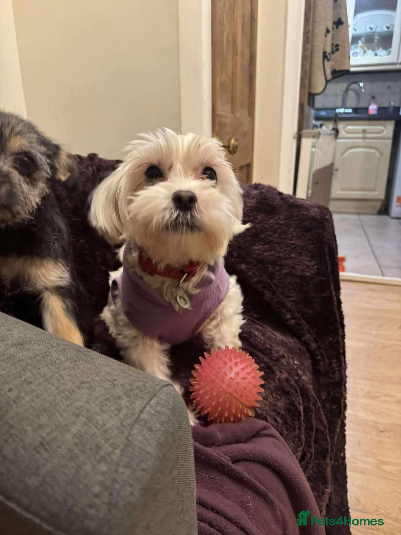 Maltipoo dogs Ruby - Hingham Norfolk  - Advert 4