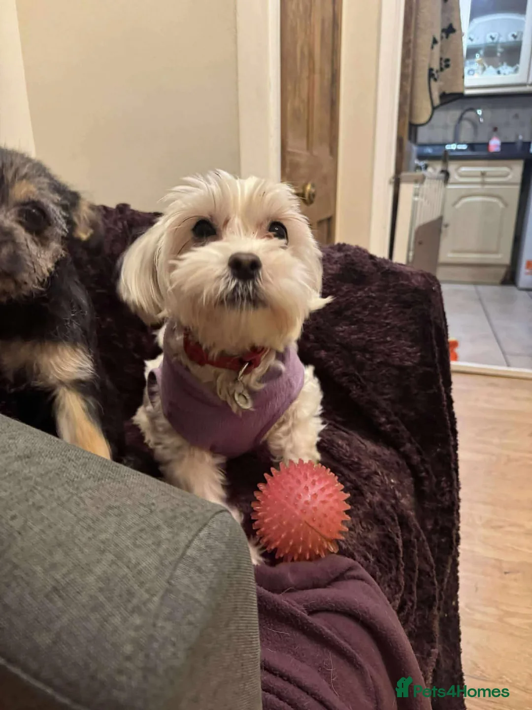 Maltipoo dogs for adoption: Ruby - Hingham Norfolk  - Advert 1
