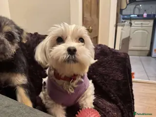 Maltipoo dogs Ruby - Hingham Norfolk - Advert 6