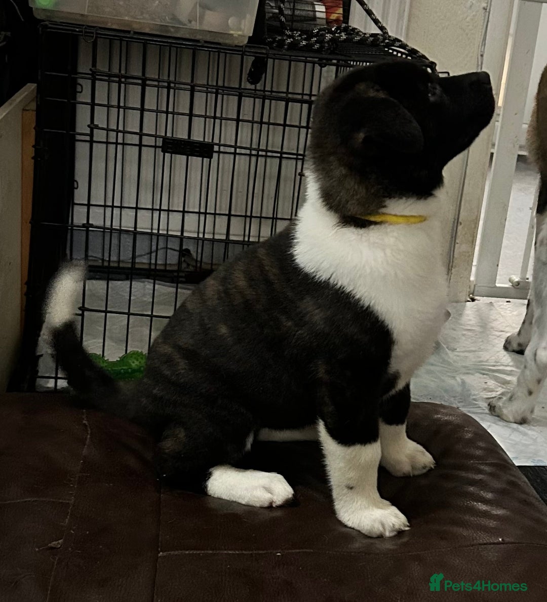 Akita dogs for sale: Akita Puppies for Sale - Advert 4