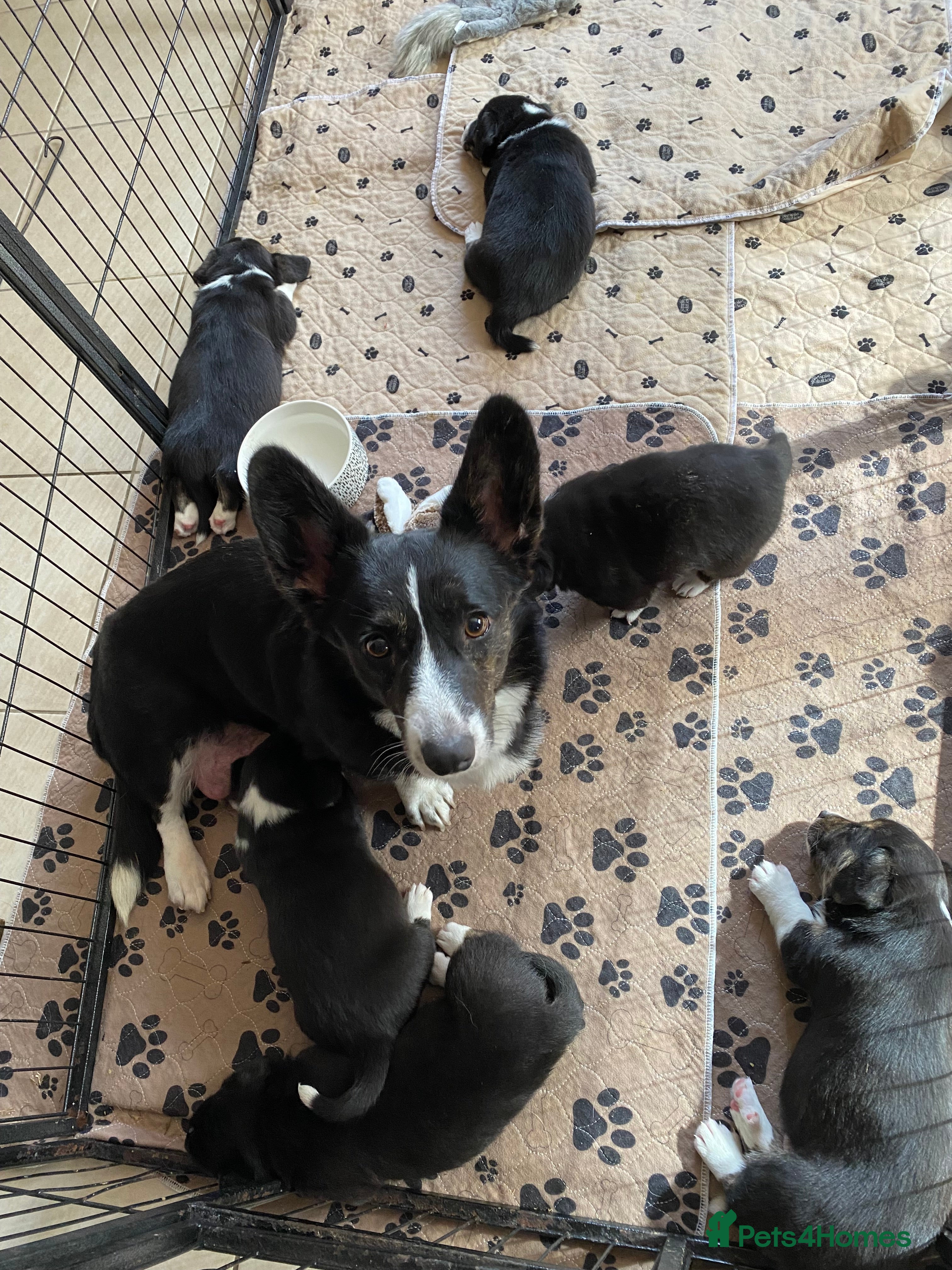 Welsh Corgi Cardigan dogs WELSH CARDIGAN CORGI BABIES - Advert 1