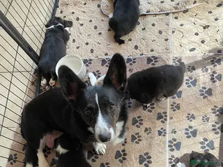 Welsh Corgi Cardigan dogs WELSH CARDIGAN CORGI BABIES - Advert 1