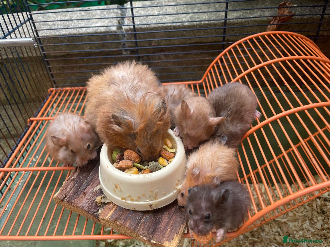 Hamster rodents for sale: Baby hamsters for sale  - Image 6