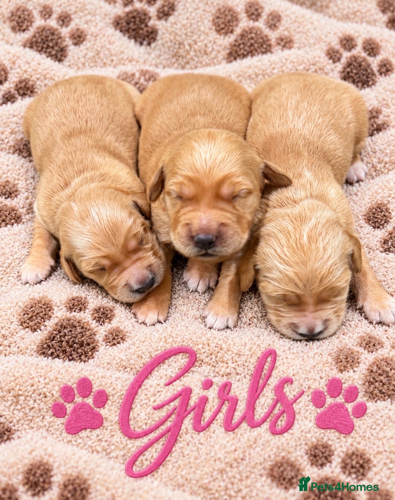 Golden Retriever dogs KC Dark Golden Retrievers 🧬Health Tested Parents - Advert 2